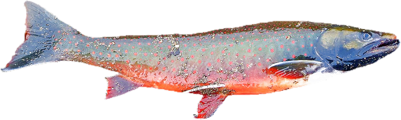 Conserving Freshwater Biodiversity: A Matter of Life and Sustainability